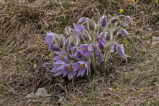 poniklec Pulsatilla sp.