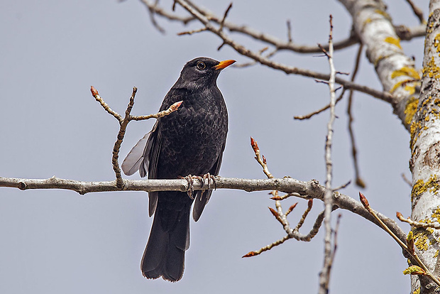 drozd čierny  Turdus merula