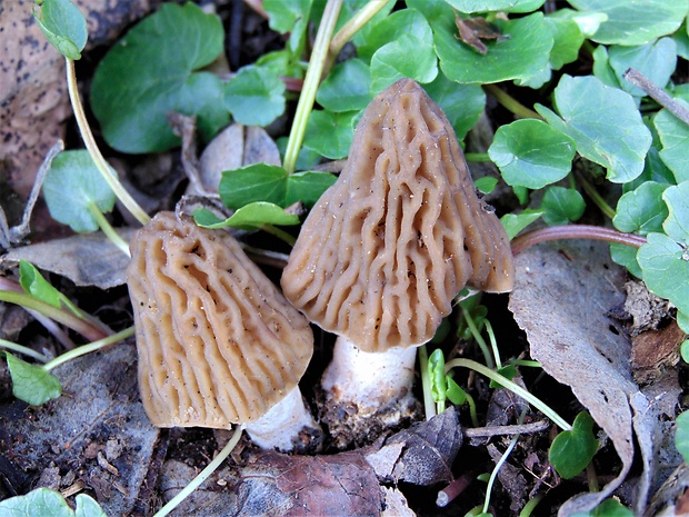 smrčkovec český Verpa bohemica (Krombh.) J. Schröt.