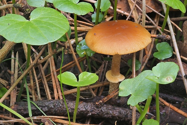 kapucňovec Conocybe cf. aporos Kits van Wav.