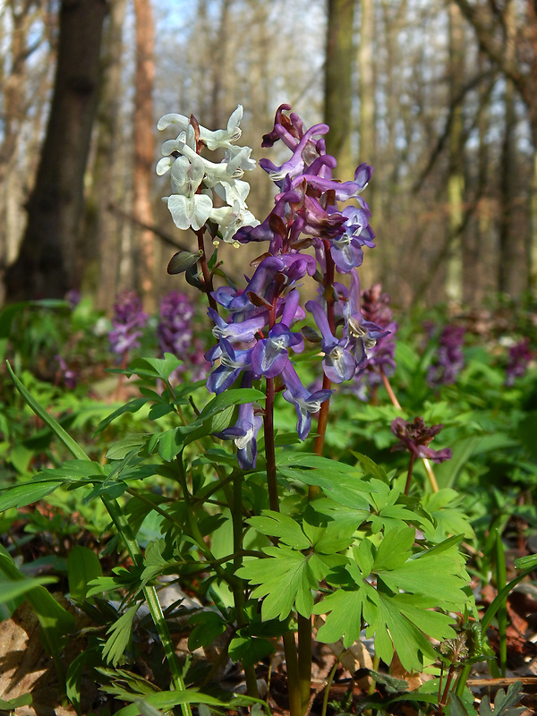 chochlačka dutá Corydalis cava (L.) Schweigg. et Körte