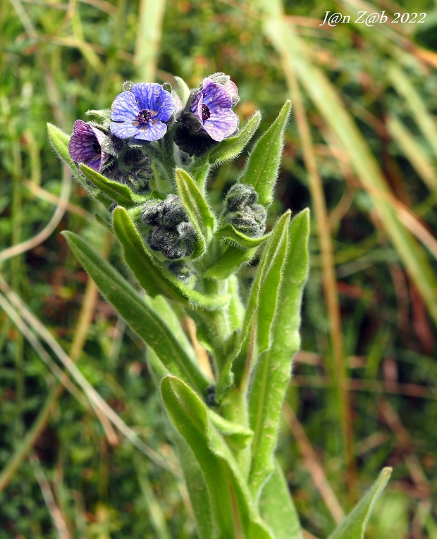 psojazyk krétsky Cynoglossum creticum Miller