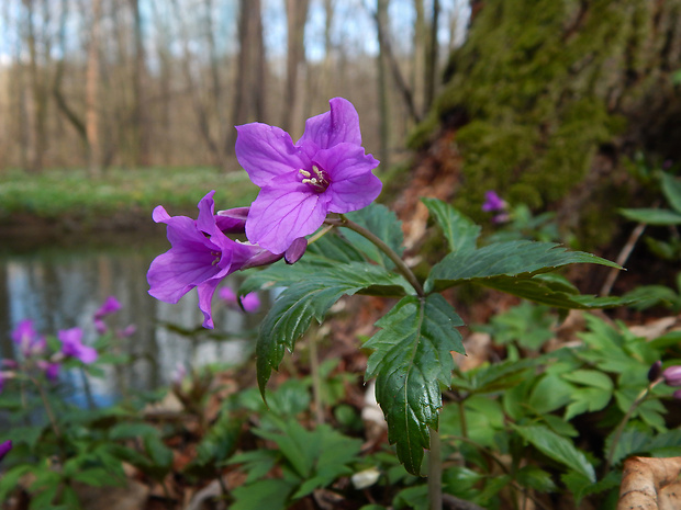 zubačka žliazkatá Dentaria glandulosa Waldst. et Kit. ex Willd.