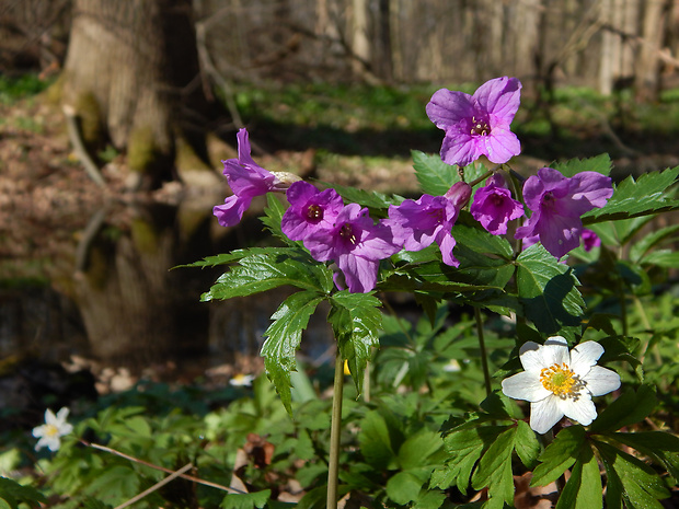 zubačka žliazkatá Dentaria glandulosa Waldst. et Kit. ex Willd.