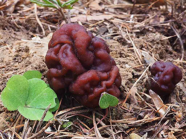 ušiak obyčajný Gyromitra esculenta (Pers.) Fr.