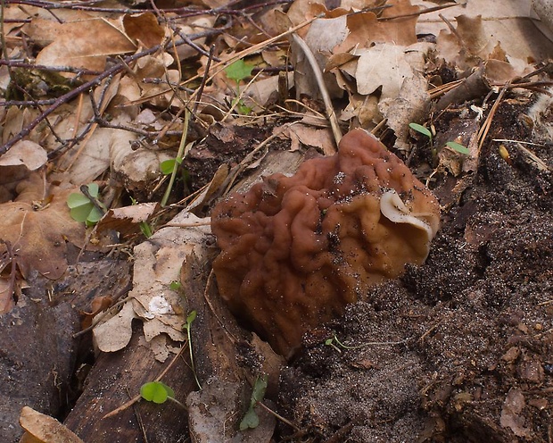 ušiak obrovský Gyromitra gigas (Krombh.) Cooke