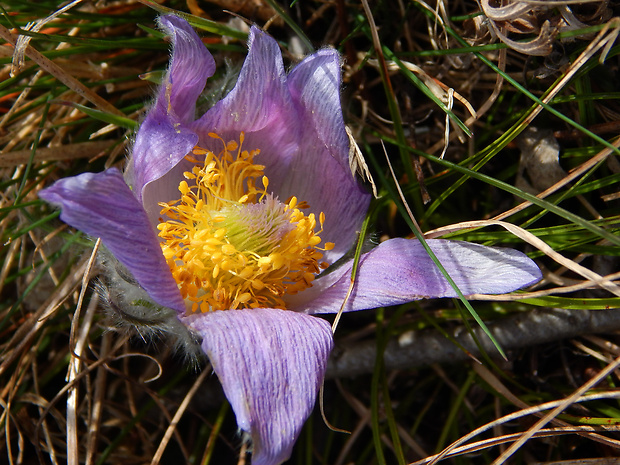 poniklec veľkokvetý Pulsatilla grandis Wender.