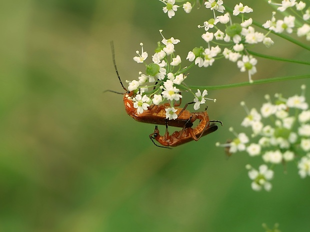 snehuľčík žltý Rhagonycha fulva