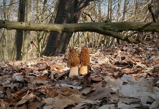 smrčkovec český - biotop Verpa bohemica (Krombh.) J. Schröt.