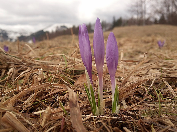 šafran karpatský Crocus heuffelianus Herb.