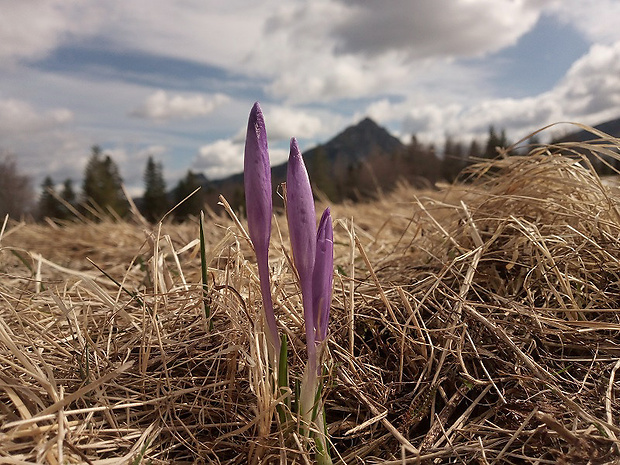 šafran karpatský Crocus heuffelianus Herb.