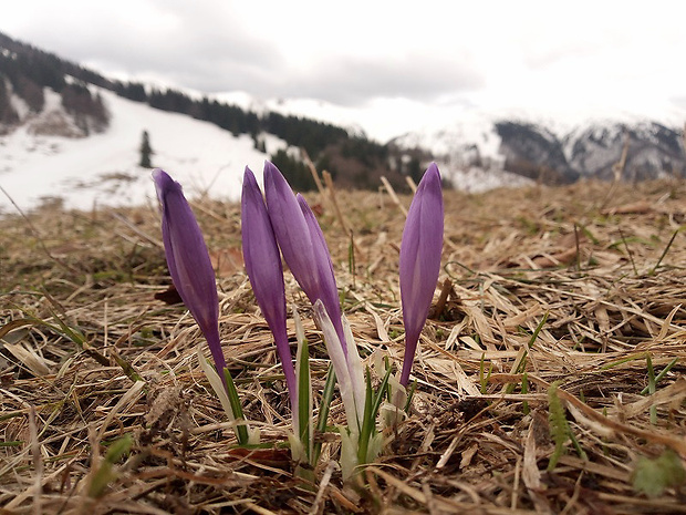 šafran karpatský Crocus heuffelianus Herb.