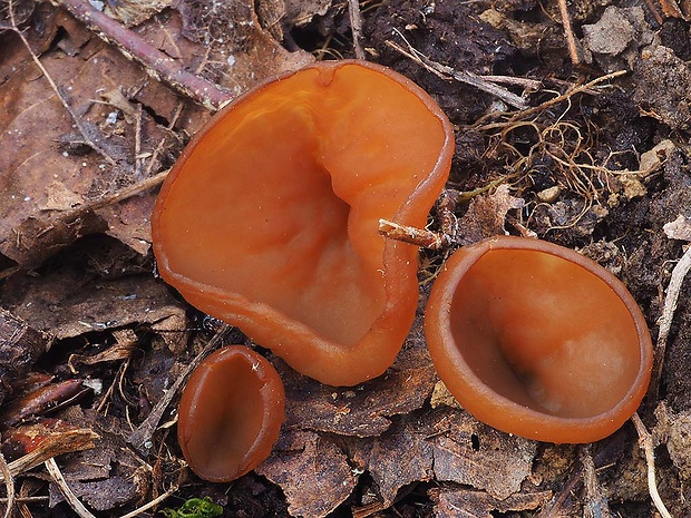 hľuznatka veternicová Dumontinia tuberosa (Bull.) L.M. Kohn