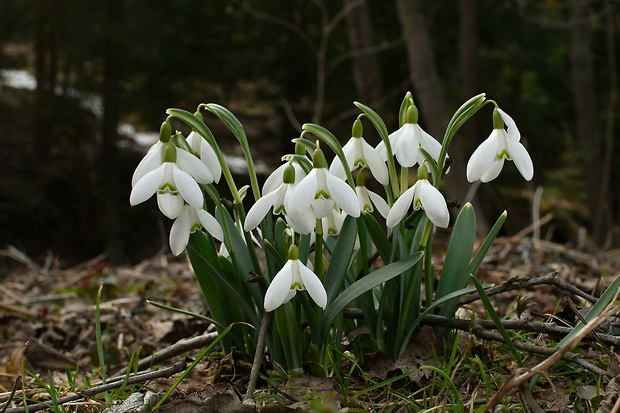 snežienka jarná Galanthus nivalis L.