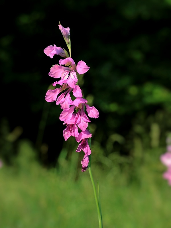 mečík škridlicovitý Gladiolus imbricatus L.