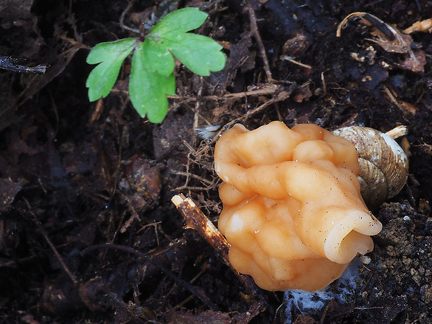 ušiak obrovský Gyromitra gigas (Krombh.) Cooke