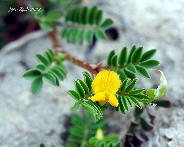 podkovka dvojkvetá Hippocrepis biflora Spreng.