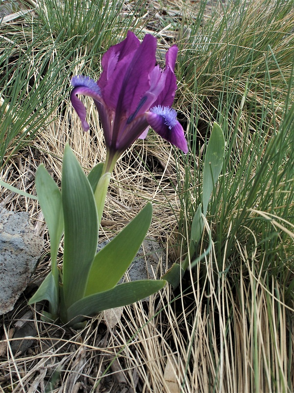 kosatec nízky Iris pumila L.