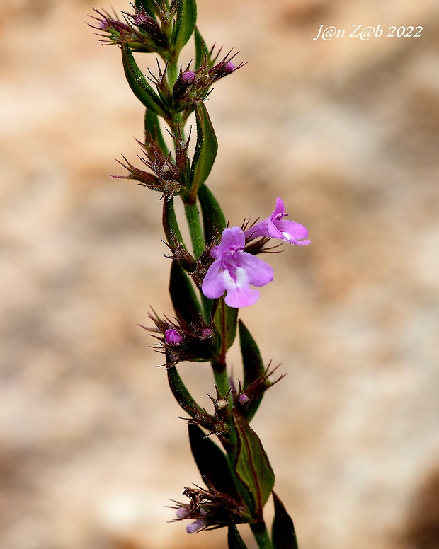 - Micromeria graeca    (L.) Rchb.