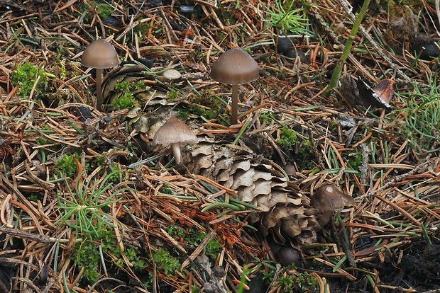 prilbička šišková Mycena strobilicola J. Favre & Kühner