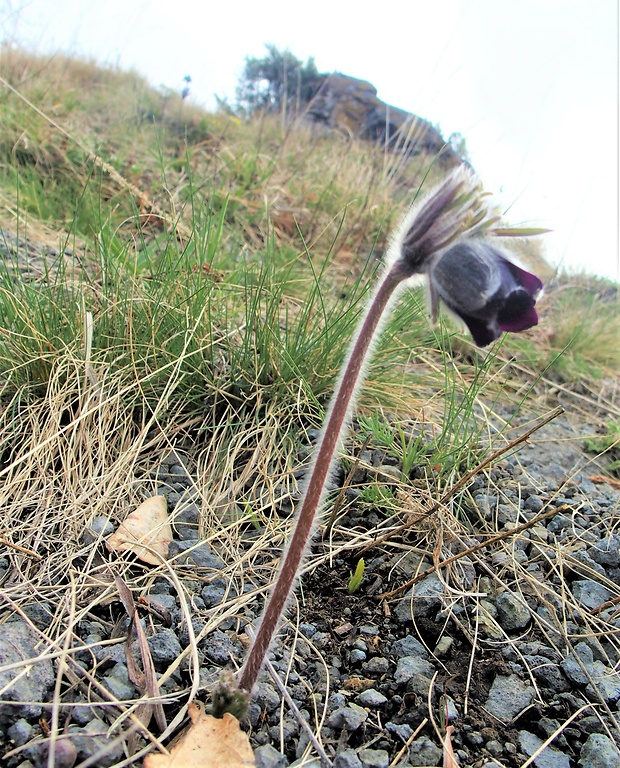 poniklec lúčny český Pulsatilla pratensis subsp. bohemica Skalický