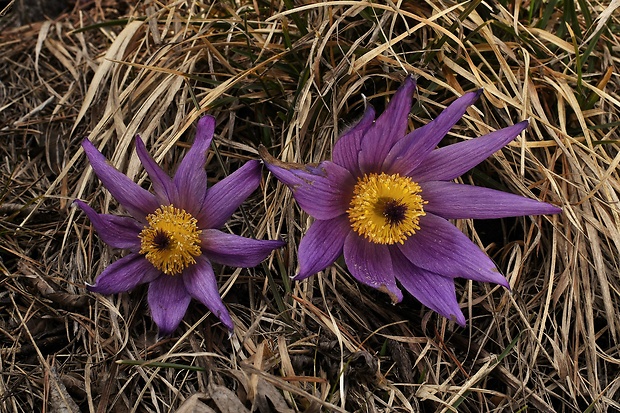 poniklec slovenský Pulsatilla slavica Reuss