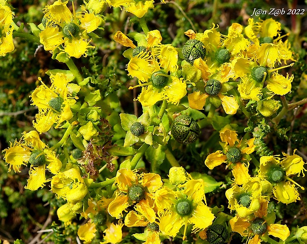 ruta chalebská Ruta chalepensis L.