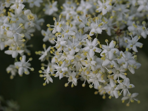 baza čierna Sambucus nigra L.