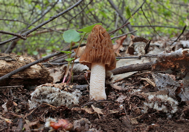 smrčkovec český Verpa bohemica (Krombh.) J. Schröt.