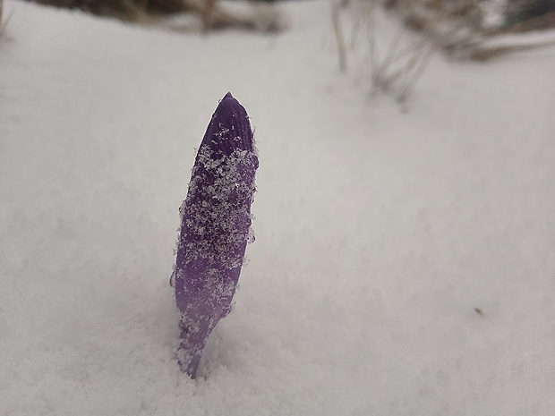 šafran karpatský Crocus heuffelianus Herb.