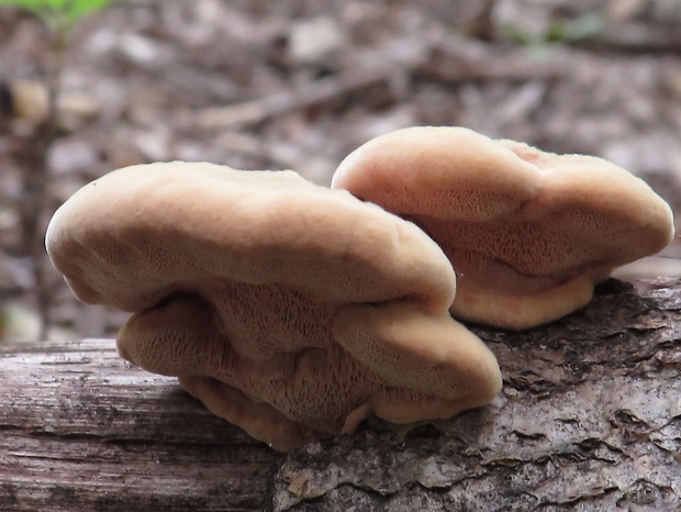 hlinovec červenkastý Hapalopilus rutilans (Pers.) Murrill