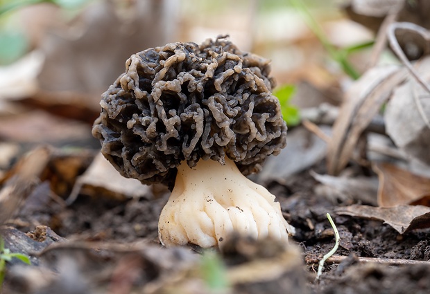 smrčok Morchella sp.