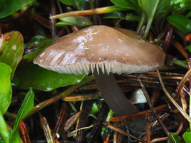 prilbička šišková Mycena strobilicola J. Favre & Kühner