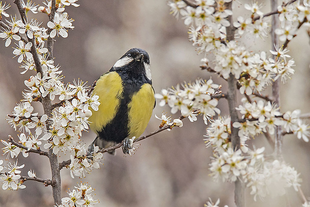 sýkorka bielolíca  Parus major