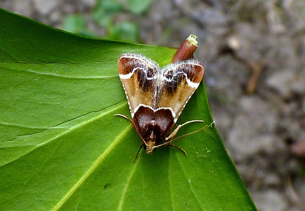 vijačka domová Pyralis farinalis