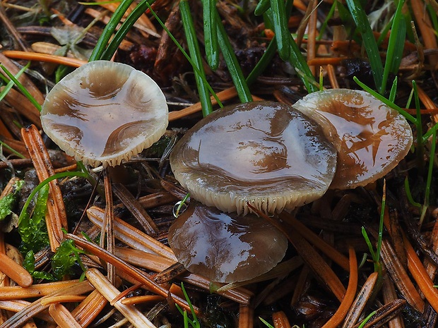 peniazočka smreková Strobilurus esculentus (Wulfen) Singer