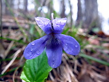 fialka lesná