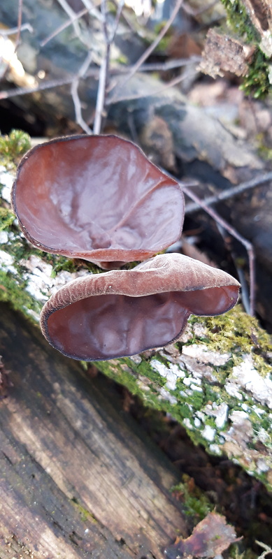 uchovec bazový Auricularia auricula-judae (Bull.) Quél.