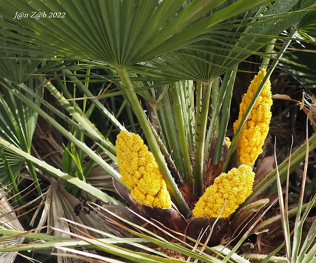 žumara nízka Chamaerops humilis L.