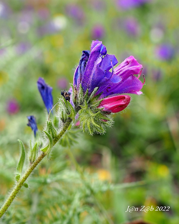 hadinec skorocelový Echium plantagineum L.