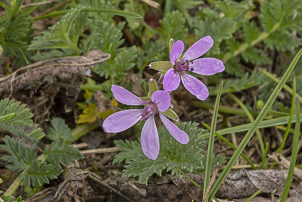 bociannik rozpukovitý Erodium cicutarium (L.) L