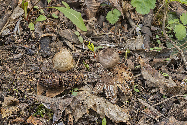 hviezdovka Geastrum sp.