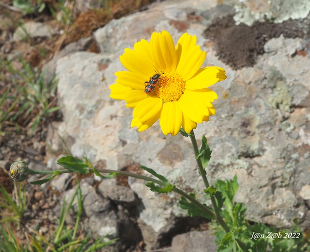 chryzantémovka siatinová Glebionis segetum (L.) Fourr.