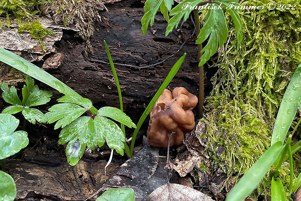 ušiak obrovský Gyromitra gigas (Krombh.) Cooke