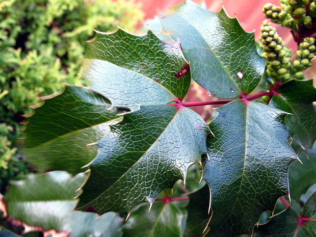 mahónia cezmínolistá Mahonia aquifolium (Pursh) Nutt.