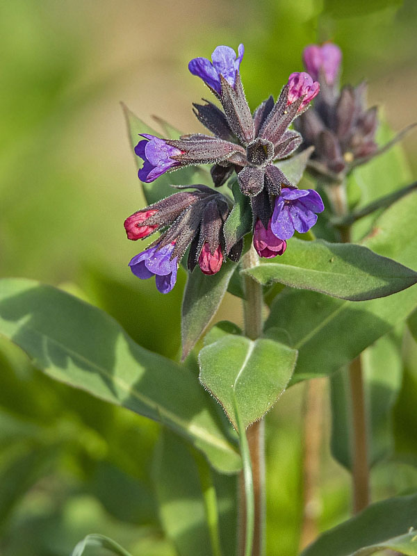 pľúcnik mäkký Pulmonaria mollis Wulfen ex Hornem.