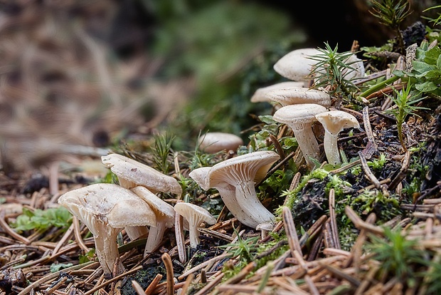 strmuľka srieňová Rhizocybe pruinosa (Lasch) Vizzini, G. Moreno, P. Alvarado & Consiglio