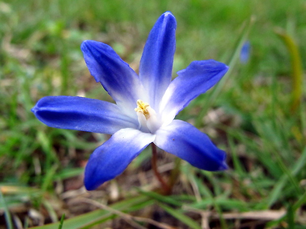 modravka Scilla forbesii (Baker) Speta