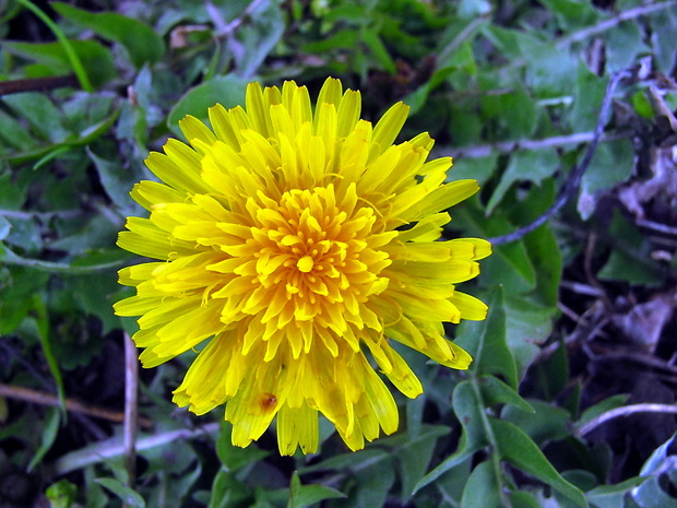 púpava lekárska Taraxacum officinale (L.) Weber ex F.H.Wigg