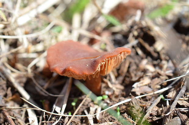 smeťovka zimná Tubaria furfuracea (Pers.) Gillet